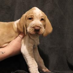 Bracco Italianos from Eastern Breeze
