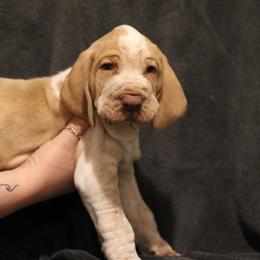 Bracco Italianos from Eastern Breeze