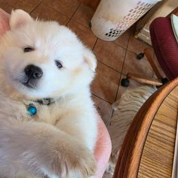 Enzo Titan - White male American Eskimo Dog puppy in Grants Pass, Oregon from SnH Eskies