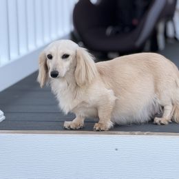 Maple - Dachshund