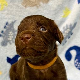 Boy 1 - Brown male Boykin Spaniel puppy in Milan, Georgia from Dixie Darlin Boykins