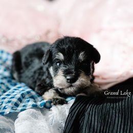 Chistery - Black and tan male Schnoodle puppy in Grove, Oklahoma from Grand Lake Poodles & Doodles