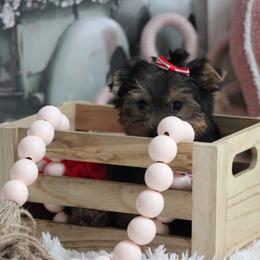 Lindsey - Black and tan female Yorkshire Terrier puppy in Hughesville, Missouri from Puppykiss4u