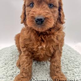 Cosmic Brownie - Red  female Goldendoodle puppy in Sunman, Indiana from Brunsman Country Doodles LLC