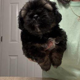 Rex - Sable male Shih Tzu puppy in Boiling Springs, South Carolina from Sherry Whiteside's Shih Tzus
