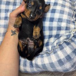 Boy 3 - Black and tan male Dachshund puppy in Whitehouse, Texas from Bonded Oaks Doxies