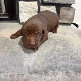 Green- Boy - Chocolate male Labrador Retriever puppy in Monticello, Kentucky from Cody Sullivan