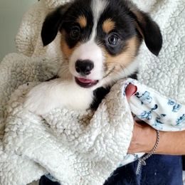 Pembroke Welsh Corgi Puppies from Patrick's Pembroke Welsh Corgis