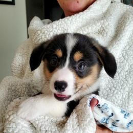 Pembroke Welsh Corgi Puppies from Patrick's Pembroke Welsh Corgis