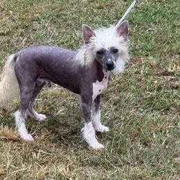 Toby - White and chocolate male Chinese Crested puppy in Fuquay Varina, North Carolina from Frozen Star Kennels