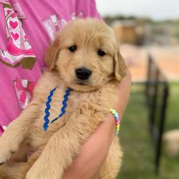 Mr. Blue - Golden male Golden Retriever puppy in Las Vegas, Nevada from Leavitt Retrievers