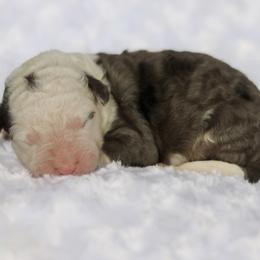 Gusto - male Australian Mountain Doodle puppy in Crete, Nebraska from Doodles & Co