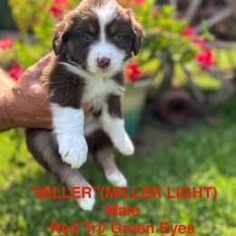 Miniature Australian Shepherd Puppies from SWLA MINI AUSSIES