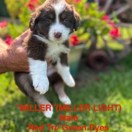 Miniature Australian Shepherd Puppies from SWLA MINI AUSSIES
