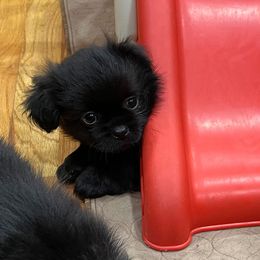 Tibetan Spaniel puppies from Sterling Tibbies