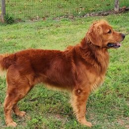 Golden Retrievers from Fetching Goldens, LLC