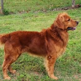 Golden Retrievers from Fetching Goldens, LLC