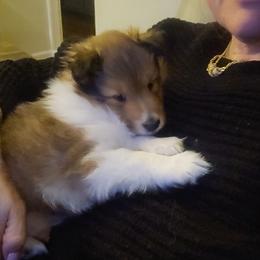 Shetland Sheepdog Puppies from Fawn Lane Shetland Sheepdogs