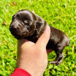 Girl 1 - Liver female Miniature Schnauzer puppy in Alabama from Little River Miniature Schnauzers
