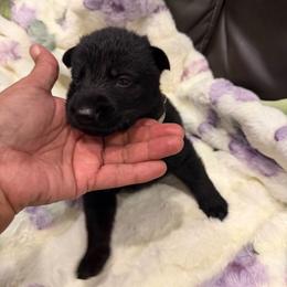 Teal - Black male German Shepherd puppy in Descanso, California from KVA Shepherds