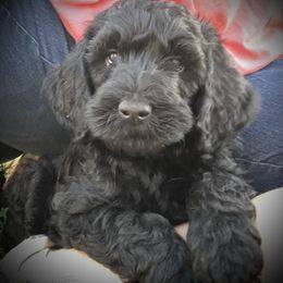 Goldendoodle Puppies from Beary GoldenDoodles