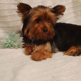 Skipper - Black and tan male Yorkshire Terrier puppy in Pine Grove, Pennsylvania from Cathy Burns