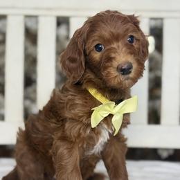 Yvette -Yellow collar female - Red  female Goldendoodle puppy in Yuciapa, California from AlltheDoodlez_