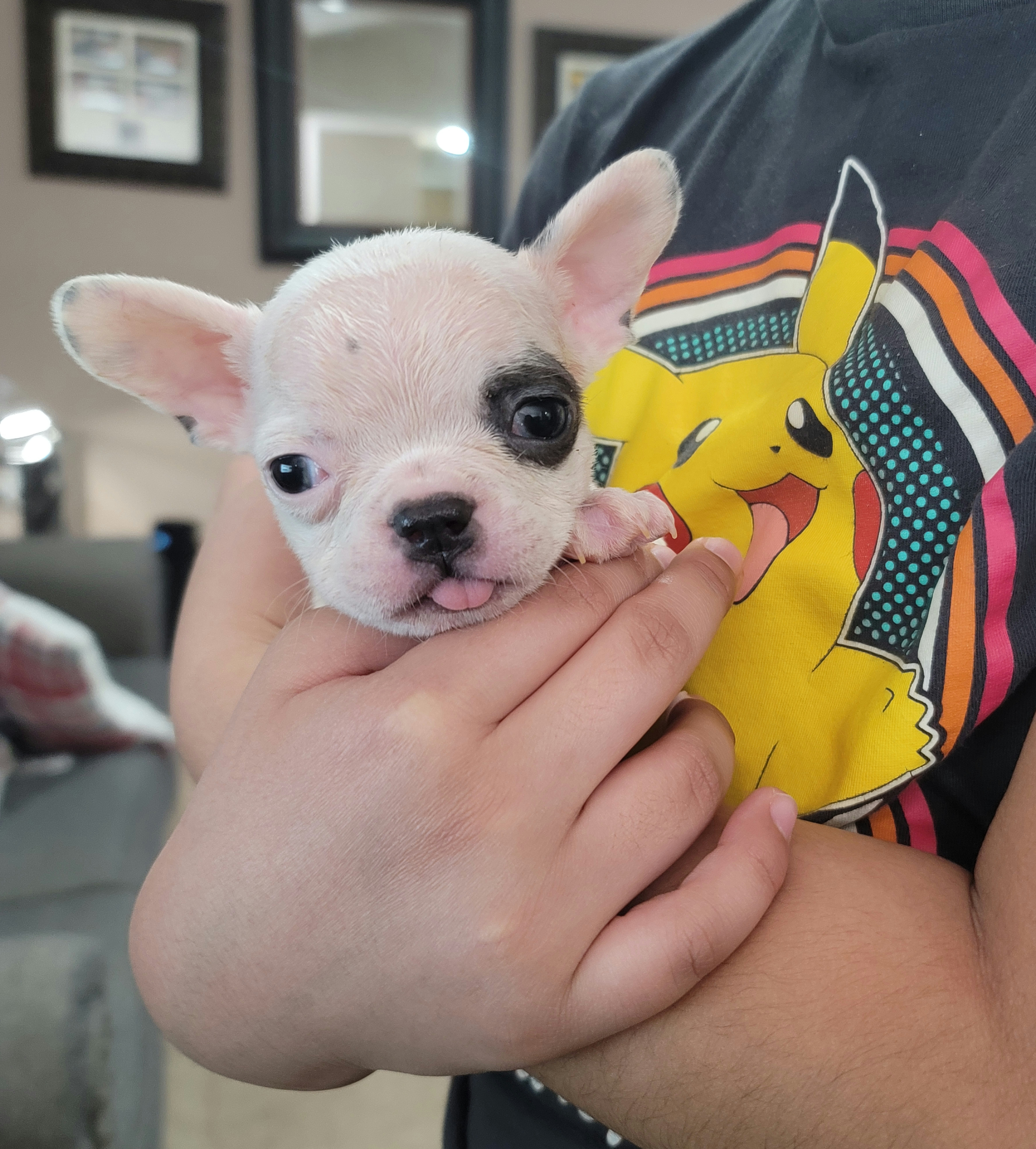 Gusto - White and black French Bulldog puppy in Washington from Prime_Frenchies