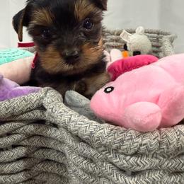 Girl 1 - Blue and gold female Yorkshire Terrier puppy in Chesapeake, Virginia from Your Key Breeder