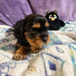 Stormi - Black and tan female Cavalier King Charles Spaniel puppy in Fairmount, Indiana from Dream Maker Cavaliers