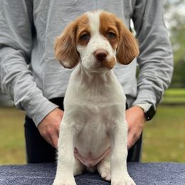 Black Boy - Orange and white male Brittany puppy in Milner, Georgia from Hi-Hope Kennel