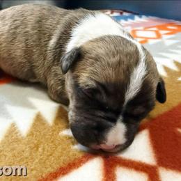 Blossom - Red brindle female American Staffordshire Terrier puppy in Clintwood, Virginia from SkyBlue Kennel