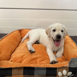 Labrador Retriever Puppies from Lucy’s Labradors
