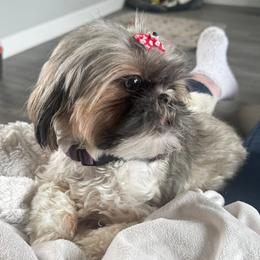 Lola - Shih Tzu