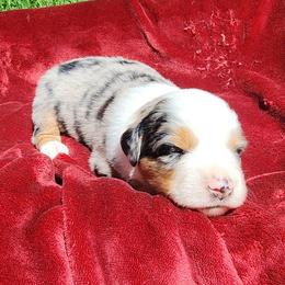 Luke Duke - Blue merle male Australian Shepherd puppy in Blairsville, Georgia from Georgia Peach Aussies