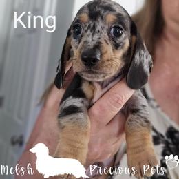 King - Dapple male Dachshund puppy in Anamosa, Iowa from Melsh Precious Pets