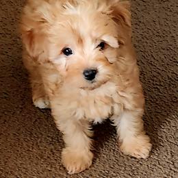 Bacon Bitts - Apricot male Cavapoo puppy in Buda, Texas from Haus of Doodles