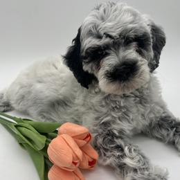 Encore - Black and chalk female Australian Labradoodle puppy in Denton, Texas from Dignity Labradoodles