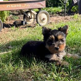 Boulder - Black and gold male Yorkshire Terrier puppy in Taylorsville, North Carolina from SilverLining highlands and hounds