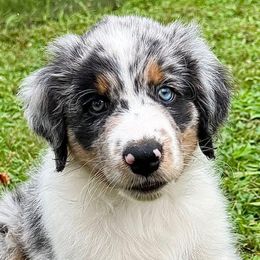 Maverick - Blue merle male Australian Shepherd puppy in Silverdale, Pennsylvania from Bedtime Story Australian Shepherds