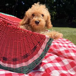 Maltipoo Puppies from Awwws-n-Pawws