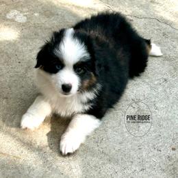Boy 1 Cannon - Black tri male Miniature Australian Shepherd puppy in Bristow, Iowa from Pine Ridge Toy and Mini Aussies