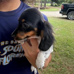 Flossy - Piebald female Dachshund puppy in Florence County, South Carolina from Modern Family Standards