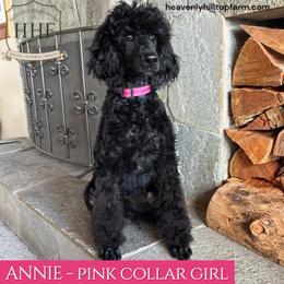 ANNIE - Black with white markings - Black female Poodle puppy in Charlo, Montana from Heavenly Hilltop Farm