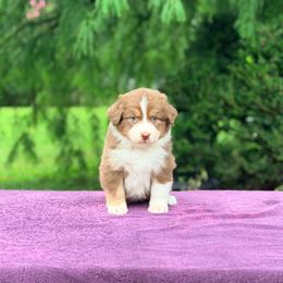 Madeline - Red tri-color female Australian Shepherd puppy in Liberty Hill, Texas from Emerald Isle Australian Shepherds