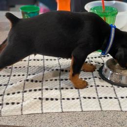 Doberman Pinscher Puppies from Jensen Dobermans