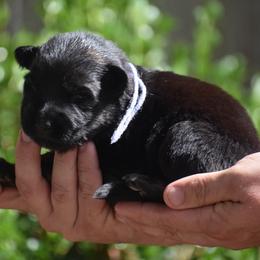 Purple Collar female - Black and red female German Shepherd puppy in Marianna, Florida from Haus M Godwin