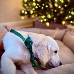 Aquila - Light golden male Golden Retriever puppy in Adair, Oklahoma from Rejoice Retrievers