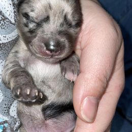 Pomsky Puppies from Michelle