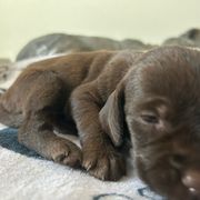 ON AHUNT KENNELS - Liver male Pudelpointer puppy in Meniffee, California from On a hunt kennels